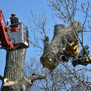 Rechtliche Aspekte der Baumfällung: Genehmigungen und Vorschriften