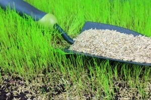 Rasen säen: Tipps für Neuanlage und Nachsaat
